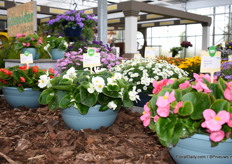 At the location of Schneider we run into these beautiful Begonia's. This is their Highlight Serie and here we see Pink, white and Red.